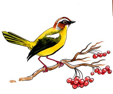 Ağaçtaki kuş. El çizimi suluboya çizimi