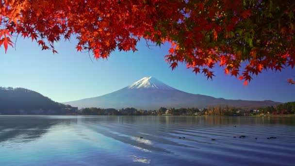 Φούτζι Του Βουνού Κόκκινο Σφενδάμι Φθινόπωρο Λίμνη Καουαγκούτσικο Ιαπωνία — Αρχείο Βίντεο