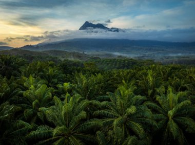 Arka planda Khao Phanom Dağı, Krabi, Tayland Palmiye plantasyonu manzarası