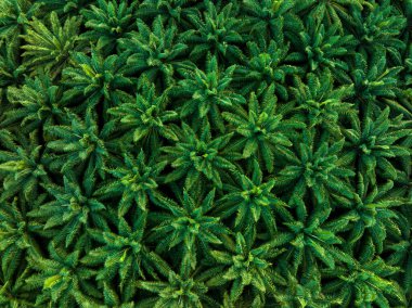 Aerial drone top view of the oil palm plantation