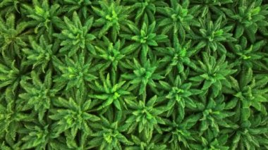 Tayland 'ın güneyindeki palmiye yağı tarlasında uçan hava aracı.