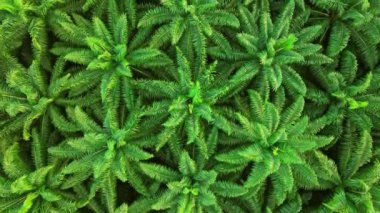 Tayland 'ın güneyindeki palmiye yağı tarlasında uçan hava aracı.