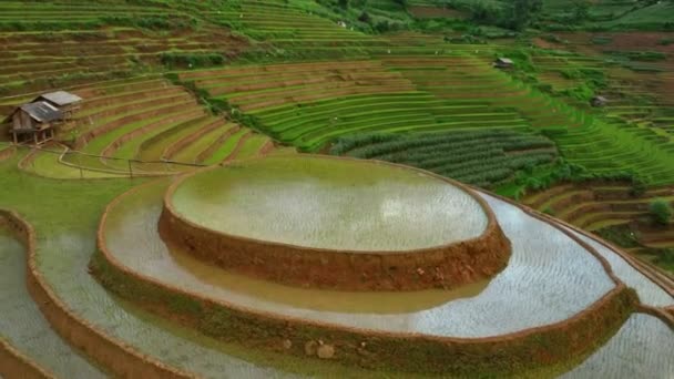 Aerial View Drone Fly Circle Rice Terraces Cang Chai Vietnam — Stockvideo