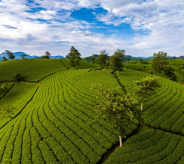 Aerial View Beatiful Sunset Long Coc Tea Hill Phu Tho — Stock Photo, Image