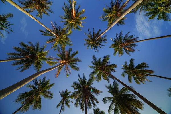 泰国Koh Yao椰子树对云和蓝天的低角度视图 — 图库照片