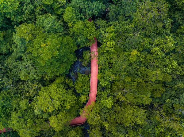 Вид Зверху Повітря Прогулянка Лісі Деревами Річкою — стокове фото
