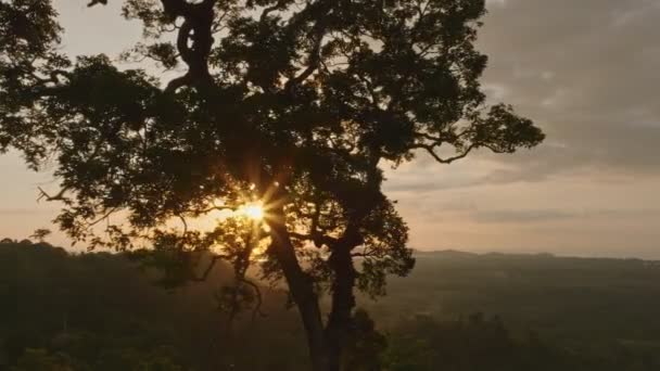 日没を明らかにするためにバックライトシルエットの木の後ろに飛んで空中ビュー — ストック動画