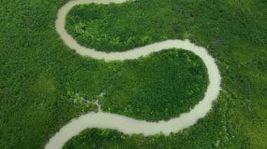 Phang Nga Körfezi, Tayland mangrov ormanlarının arka plan dokusunun yukarıdan görünüşü