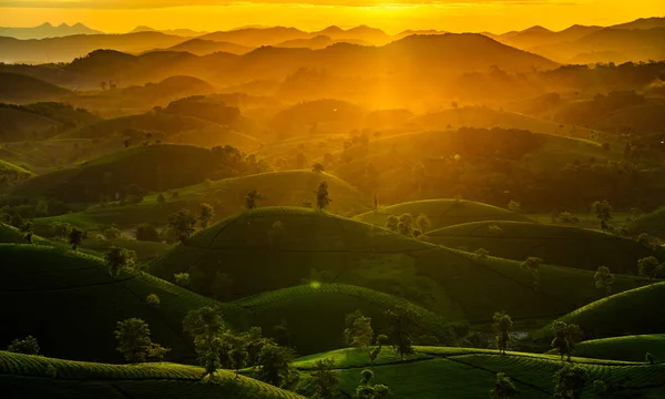 Aerial View Beatiful Sunset Long Coc Tea Hill Phu Tho 免版税图库照片