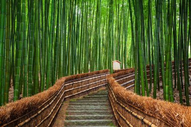 Yol bambu ormanı, Arashiyama, Kyoto, Japan