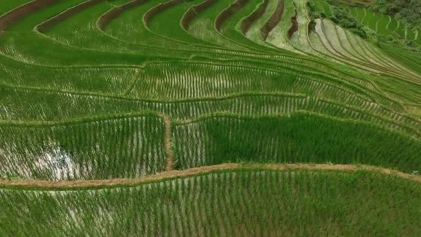 Cang Chai Yen Bai Vietnam Daki Teraslı Pirinç Tarlaları Üzerinde — Stok video