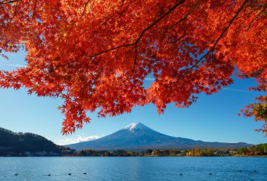 Sonbaharda kırmızı akçaağaçlı Fuji Dağı, Kawaguchiko Gölü, Japonya