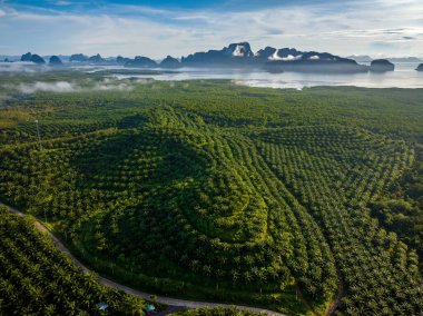 Arka planda dağ olan palmiye plantasyonunun Arial manzarası, Phang Nga, Tayland