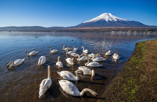Fehér Hattyú Fuji Hegyen Yamanaka Tónál Yamanashi Japán — Stock Fotó