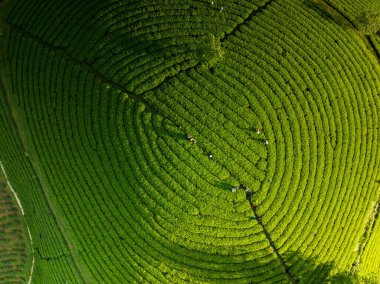 Aerial view of beatiful sunset at Long Coc tea hill, Phu Tho province, Vietnam