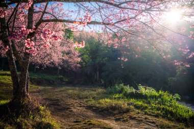 Pembe sakura kiraz çiçeği açık mavi altında Phu Lom Lo Dağı, Phitsanulok ve Loei Eyaleti, Tayland