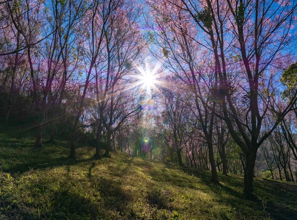 Рожева Сакура Цвіте Під Ясним Блакитним Кольором Горі Лом Провінція Ліцензійні Стокові Зображення