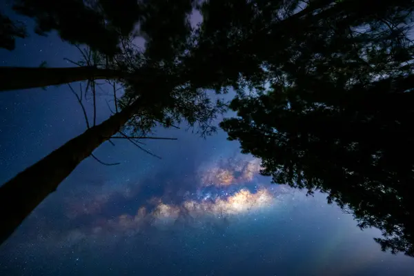 银河与星空相映成趣 前景一片朦胧的松树森林轮廓 图库图片