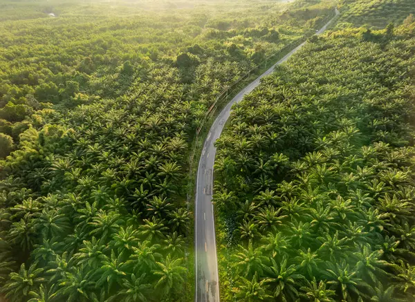 泰国Phang Nga 带绿色镜头照明弹的棕榈种植园中间的道路景观 图库照片