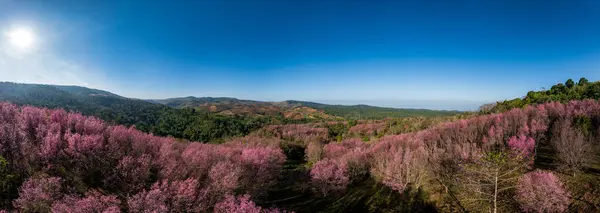 Aerial Drone Panorama Pink Sakura Cherry Blossom Phu Lom Mountain Stock Photo