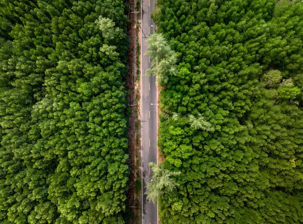 Letecký Pohled Úzkou Uličku Mezi Lesnatým Zeleným Lesem Pohled Shora Stock Fotografie