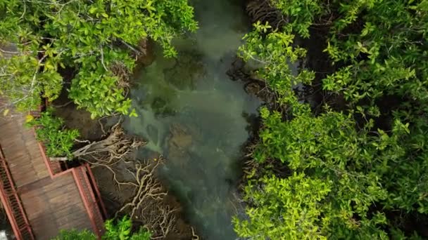 Letecký Pohled Drone Klesá Odhalit Mangrovníkový Les Průzračným Potokem Vody — Stock video