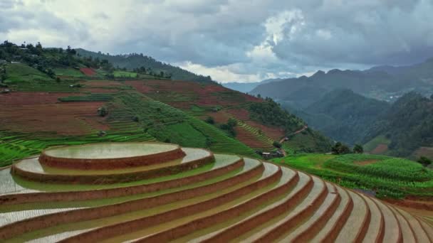 Aerial Drone View Flying Forward Tilt Reveal Terraced Rice Fields — Stock Video