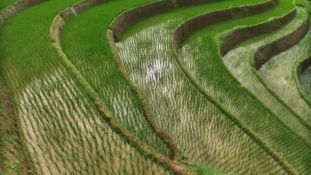 Aerial Top View Flying Terraced Rice Fields Cang Chai Yen — Stock Video