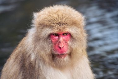 Kızgın kar maymunu (Japon Macaque) sıcak suda, Nagano, Japonya