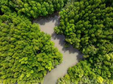 Phang Nga Körfezi, Tayland mangrov ormanlarının arka plan dokusunun yukarıdan görünüşü