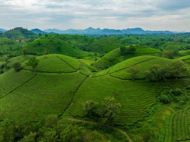 Aerial view of beatiful sunset at Long Coc tea hill, Phu Tho province, Vietnam
