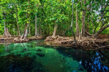 Tha Pom sulak arazisi, temiz su kanalı, Tayland, Krabi 'deki mangrov ormanı.