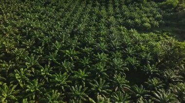 Tayland 'ın güneyindeki palmiye yağı tarlasında uçan hava aracı.