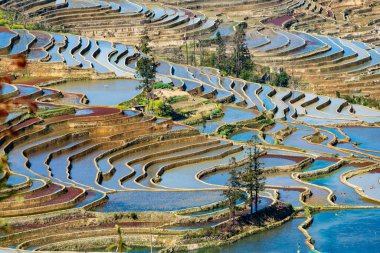 Yuanyang Pirinç Terası 'nın hava aracı görüntüsü gün doğumunda, Yunnan, Çin