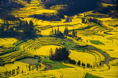 Baharda sarı kolza tohumu (kanola) çiçek tarlası, Luoping, Çin