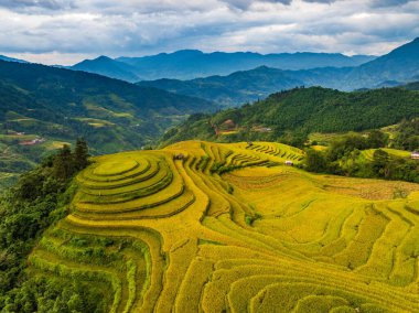 Vietnam 'ın kuzeyindeki sisli pirinç tarlasının insansız hava aracı görüntüsü.