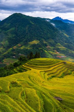 Vietnam 'ın kuzeyindeki sisli pirinç tarlasının insansız hava aracı görüntüsü.