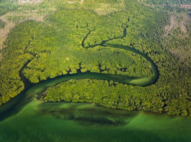 Koh Prathong Adası, Tayland mangrov ormanlarının arka plan dokusunun yukarıdan aşağı görüntüsü.