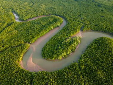 Phang Nga Körfezi, Tayland mangrov ormanlarının arka plan dokusunun yukarıdan görünüşü