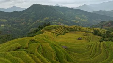 Hava aracı görüntüsü öne doğru uçuyor ve güzel teraslı pirinç tarlalarını, Vietnam 'ı gözler önüne seriyor.