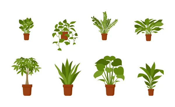 Home Flowerpot Plants Vector Illustration Set Indoor House Office Green — Stock Vector