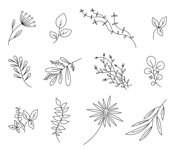 Line Drawing Forest Wild Leaves Vector Illustration Set Spring Floral — Stock Vector