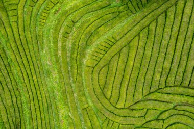 Tepedeki bir çay çiftliğinin hava aracı görüntüsü, çizgiler ve şekiller, Gorreana Çay Fabrikası, San Miguel, Azores, Portekiz. Çiftlik arazisi, seyahat yeri..