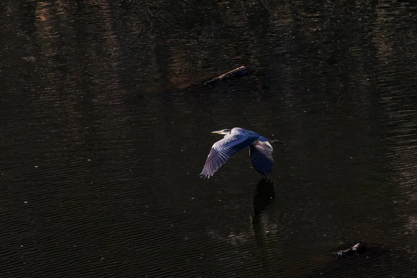 Heron Gri Zburând Peste Râu Parcul Național Monfrague — Fotografie, imagine de stoc