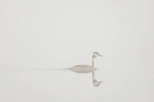 Great Crested Grebe Podiceps Cristatus Bird Swimming Fog — Stock Photo, Image