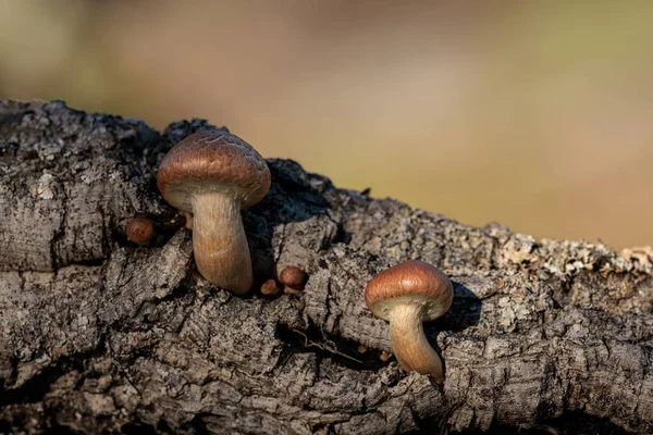Mushroom on wood of a fallen tree.