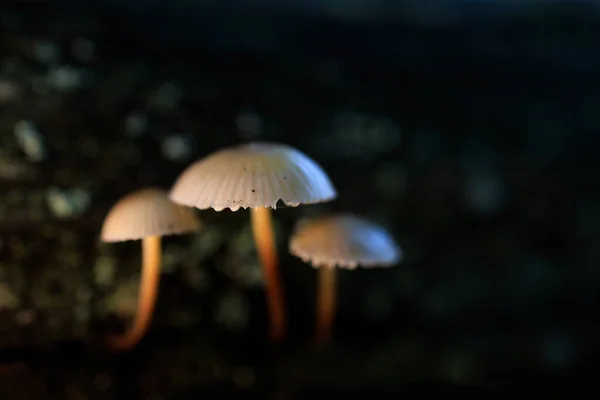 Champignons Dans Une Forêt Châtaigniers — Photo