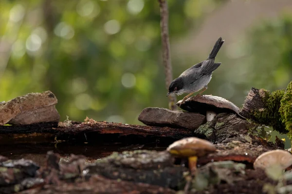 Warbler Sardyński Sylvia Melanocephala — Zdjęcie stockowe