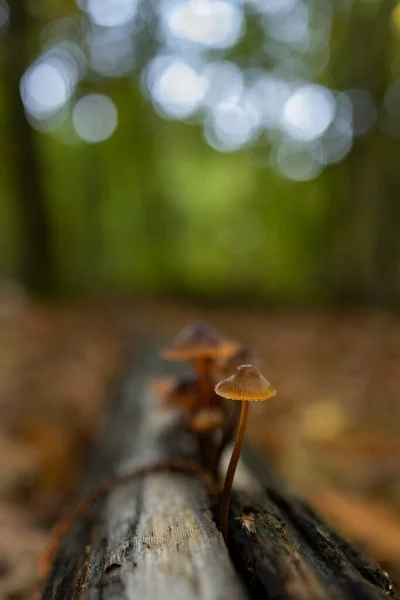 Mycena Small Mushrooms Chestnut Forest — Stock Photo, Image