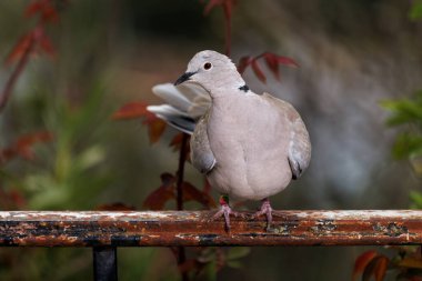 Avrasya yakalı güvercini (Streptopelia decaocto).